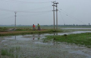 Cycling Through Paddy Field Roads