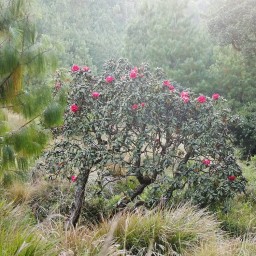 South India Camping Tours