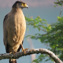 South India Birding Tours