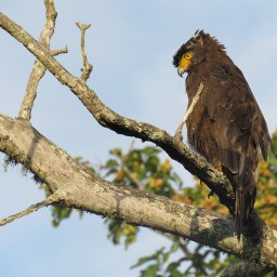 South India Birding Tours