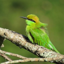 South India Birding Tours