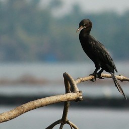 South India Birding Tours