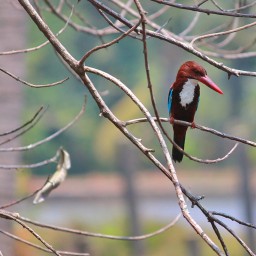 South India Birding Tours