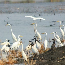 South India Birding Tours