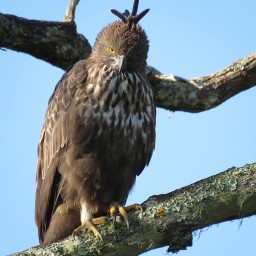 South India Birding Tours