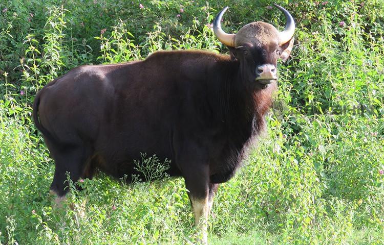 The Unexplored Chimmony Wildlife Sanctuary